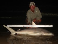 Sharkaholics - David Crain