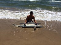 Hammerhead Mafia  - rolland hyatt