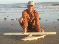 Sharkaholics - David Crain