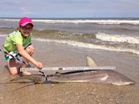 Sharkaholics - Ashlee Holik