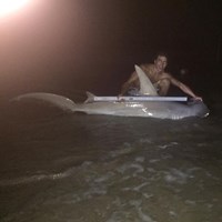 Hammerhead Mafia  - rolland hyatt