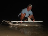 Sharkaholics - David Crain