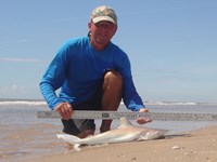 Sharkaholics - David Crain