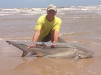 Sharkaholics - David Crain