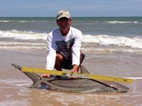 Sharkaholics - David Crain