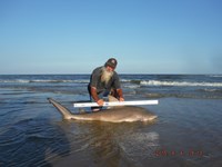 Team Southern Sharkers - David Tidwell