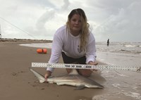 Shark Tribe - Jennifer Merchant