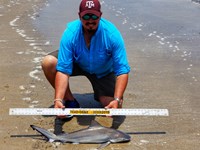 Texas Shark Research Team - Robert Grimsley