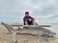 Make Sharking Great Again - Travis Spencer