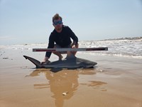 Make Sharking Great Again - Zach Wolk