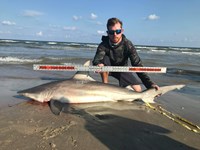 Make Sharking Great Again - Zach Wolk
