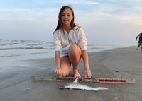 Shark Tribe - Chloe Merchant