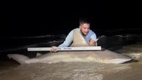 Sharkaholics - Dustin Hickey