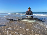 South Texas Shark Stewards - ROME Fuentes