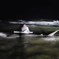 South Texas Shark Stewards - ROME Fuentes