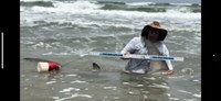 South Texas Shark Stewards - Marteen Guardiola