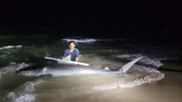 South Texas Shark Stewards - Pedro  Elizadle