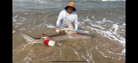 South Texas Shark Stewards - Marteen Guardiola