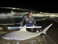 South Texas Shark Stewards - ROME Fuentes