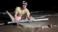 Sharkaholics - Dustin Hickey