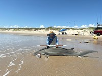 South Texas Shark Stewards - Marteen  Guardiola 