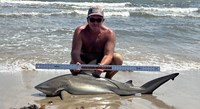 Sharkaholics - Shane Belair