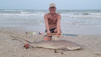 Sharkaholics - David Crain