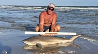 Sharkaholics - Shane Belair