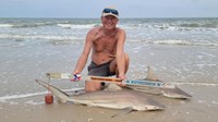 Sharkaholics - David Crain