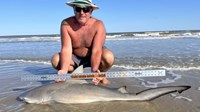 Sharkaholics - Shane Belair