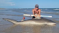Sharkaholics - David Crain