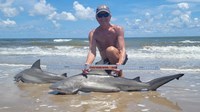 Sharkaholics - David Crain