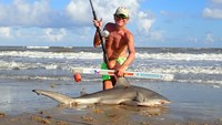 Sharkaholics - David Crain
