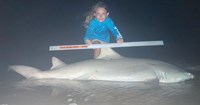 Sharkaholics - Emma Knight