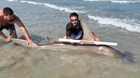 Sharkaholics - Robert Wayne Barnes