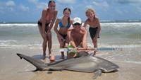 Sharkaholics - David Crain