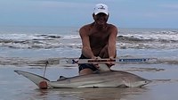 Sharkaholics - David Crain