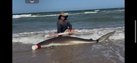 South Texas Shark Stewards - Marteen  Guardiola 