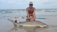 Sharkaholics - David Crain