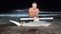 Sharkaholics - David Crain