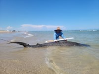South Texas Shark Stewards - Pedro Elizalde 