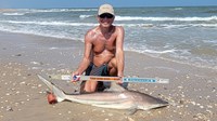 Sharkaholics - David Crain