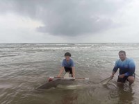 South Texas Shark Stewards - Cody  Guardiola 