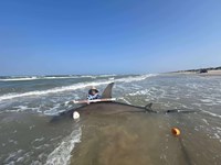 South Texas Shark Stewards - Marteen  Guardiola 