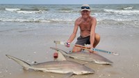 Sharkaholics - David Crain