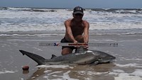 Sharkaholics - David Crain