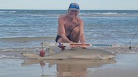 Sharkaholics - David Crain