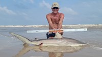 Sharkaholics - David Crain