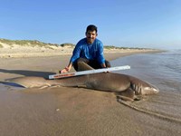 South Texas Shark Stewards - Pedro Elizalde 