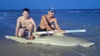 Sharkaholics - David Crain